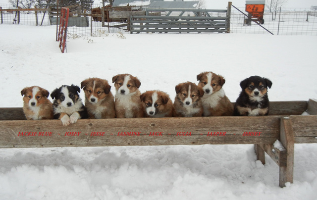 ENGLISH SHEPHERD PUPPIES